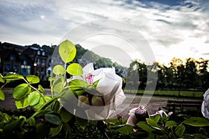 Park in Honfleur, Normandy, France