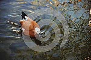 In the park. Image of Tadorna ferruginea