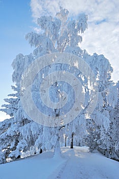 Park in Imatra in winter