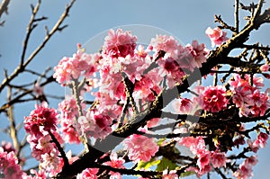 In the late afternoon in the park the flowers of Prunus campanulata photo