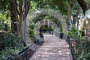 Park island in the middle of Avenida Amsterdam, in Condesa, Mexico City