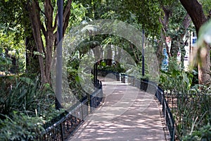 Park island in the middle of Avenida Amsterdam, in Condesa, Mexico City photo