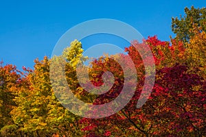 Park of Japanese maple trees