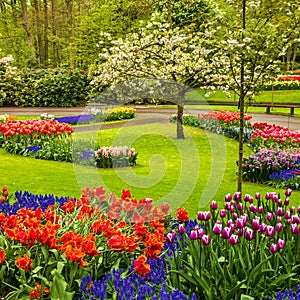 Park Keukenhof - tulip flower garden, Holland