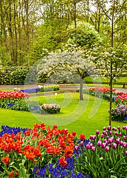 Park Keukenhof - tulip flower garden, Holland