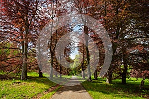 Park of Konopiste castle at springtime, Benesov, Czech republic