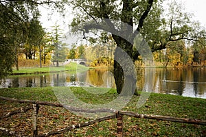 park lake autumn tree fence sky reflection leaves birds