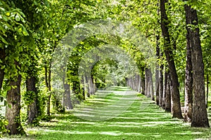 Park landscape allee