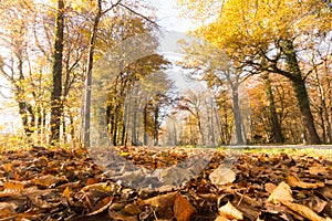 Park landscape in autumn: Colorful leaves and positive atmosphere