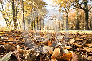 Park landscape in autumn: Colorful leaves and positive atmosphere