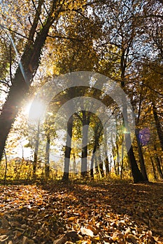 Park landscape in autumn: Colorful leaves and positive atmosphere