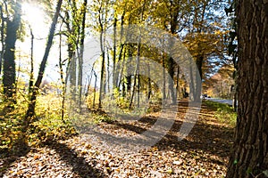 Park landscape in autumn: Colorful leaves and positive atmosphere