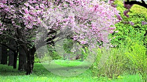 Park landscape of blossomed pink sakura trees and green lawns.