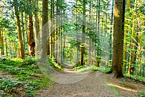 Park landscape with a long alley. Tree alley