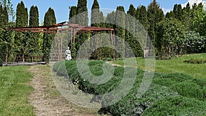 Park landscape with wooden pergola for climbing roses, decorative statue of a girl and line of lavender shrubs along the pathway