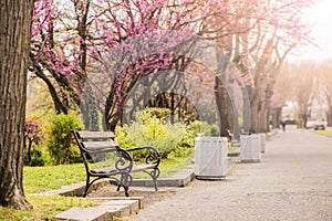 Park lane with beautiful purple trees and benches photo