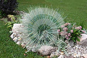 Autumn.A elymus in the park. photo