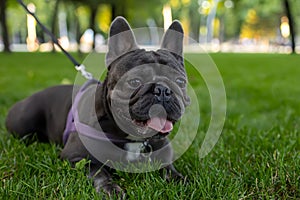 In the park on the lawn, a french bulldog is sprawled looking forward, sticking out his tongue from the fact that he wants to