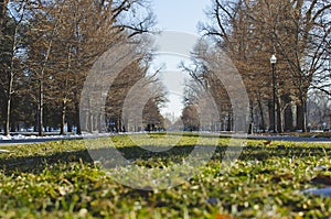 The park lawn under the thin lined trees