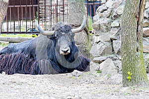 In the park lies a yak with long black hair and large horns