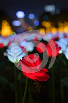 Park Light LED Rose Garden luminous