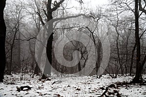 Park with lime trees on foggy winter day, snowfall