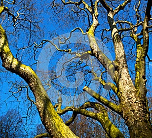 park in london spring sky and old dead tree