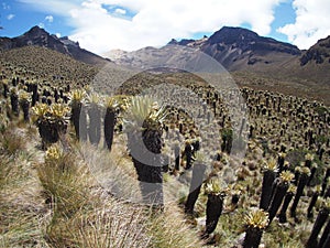 Park Los Nevados in Colombia, Andes mountains, with frailejones Espeletia photo