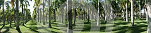 A park with a lot of palms in Dominicana photo