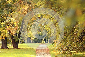 Park with lush trees