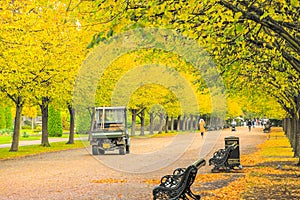 Park maintainer driving through a treelined avenue in Regent`s Park of London