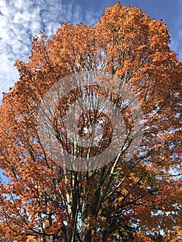 The park in Massachusetts in fall season.