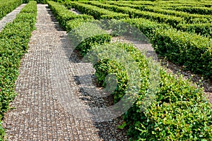 Park maze of hedged deciduous bushes in the backyard. photo