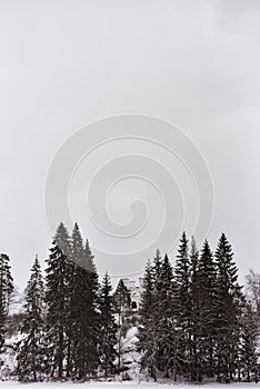 Park Mon Repos in a snowy forest in Vyborg in winter