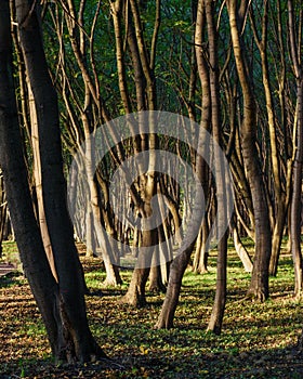 Park named after Moritz Becker in Yantarny. Kaliningrad region. Russia