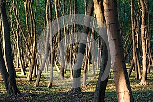 Park named after Moritz Becker in Yantarny. Kaliningrad region. Russia