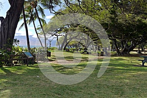 Park near the beach providing welcome shade for the tourists