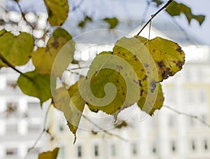 A park in Oslo, Norway - the autumnal leaves.