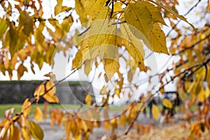 A park in Oslo, Norway - branches and yellow leaves.