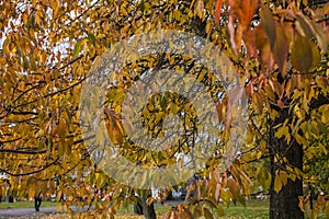 A park in Oslo, Norway - colorful trees.