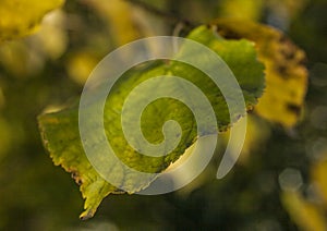 A park in Oslo, Norway - a leaf.