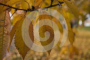 A park in Oslo, Norway - yellow leaves.