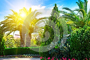 Park with palm trees and evergreen plants