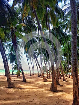 Park of palms in the Maldives on the Mathiveri atoll