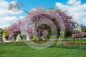 Park of Paris Jardin Luxembourg