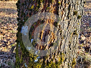 In the park, part of a tree trunk on a sunny day