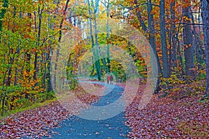 A park pathway in the autumn.