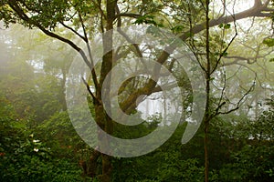 Park of the Pena Palace, the fabulous alley in foggy weather