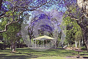 Park with Pergola and jacaranda trees, Grafton