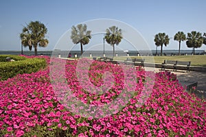 Park with Pink Flowers